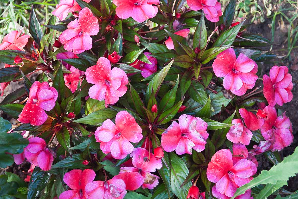 A close up horizontal image of pink New Guinea impatiens flowers growing in a garden border.