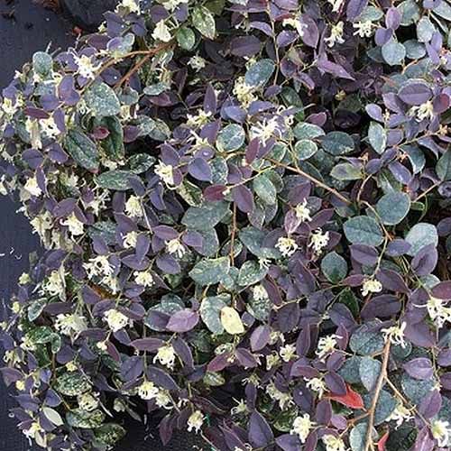 A close up square image of the deep burgundy foliage and white flowers of Loropetalum chinense Night Moves.
