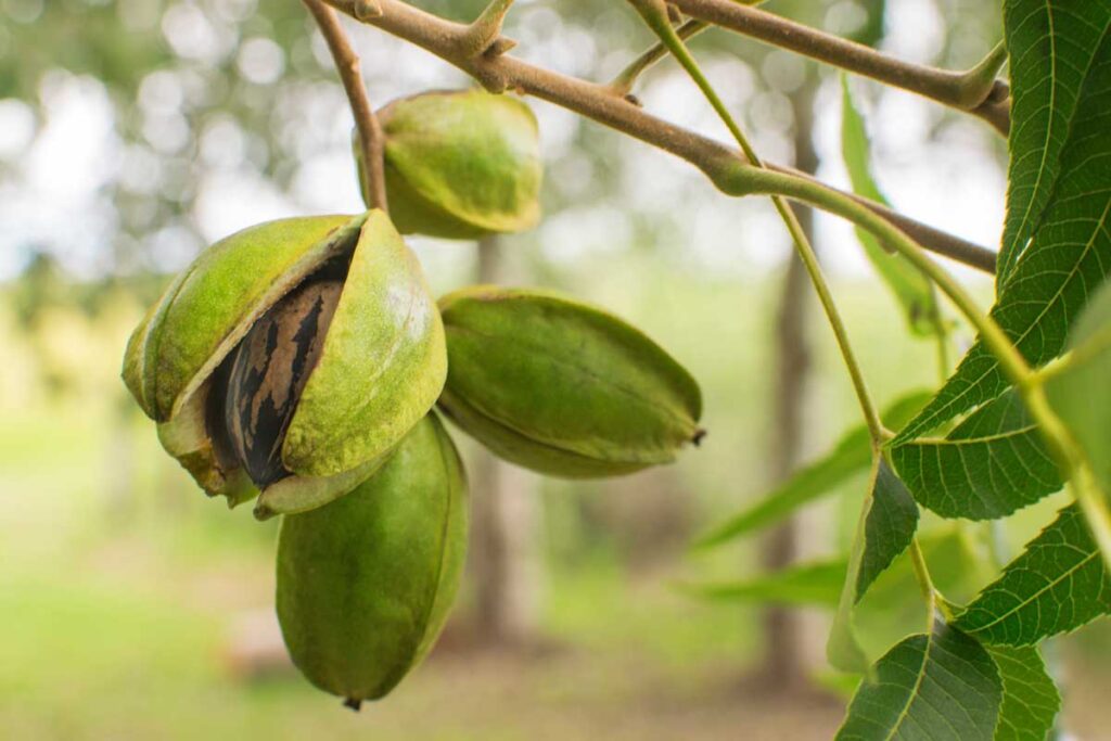 Close up of pecans in the husk hanging from the tree.