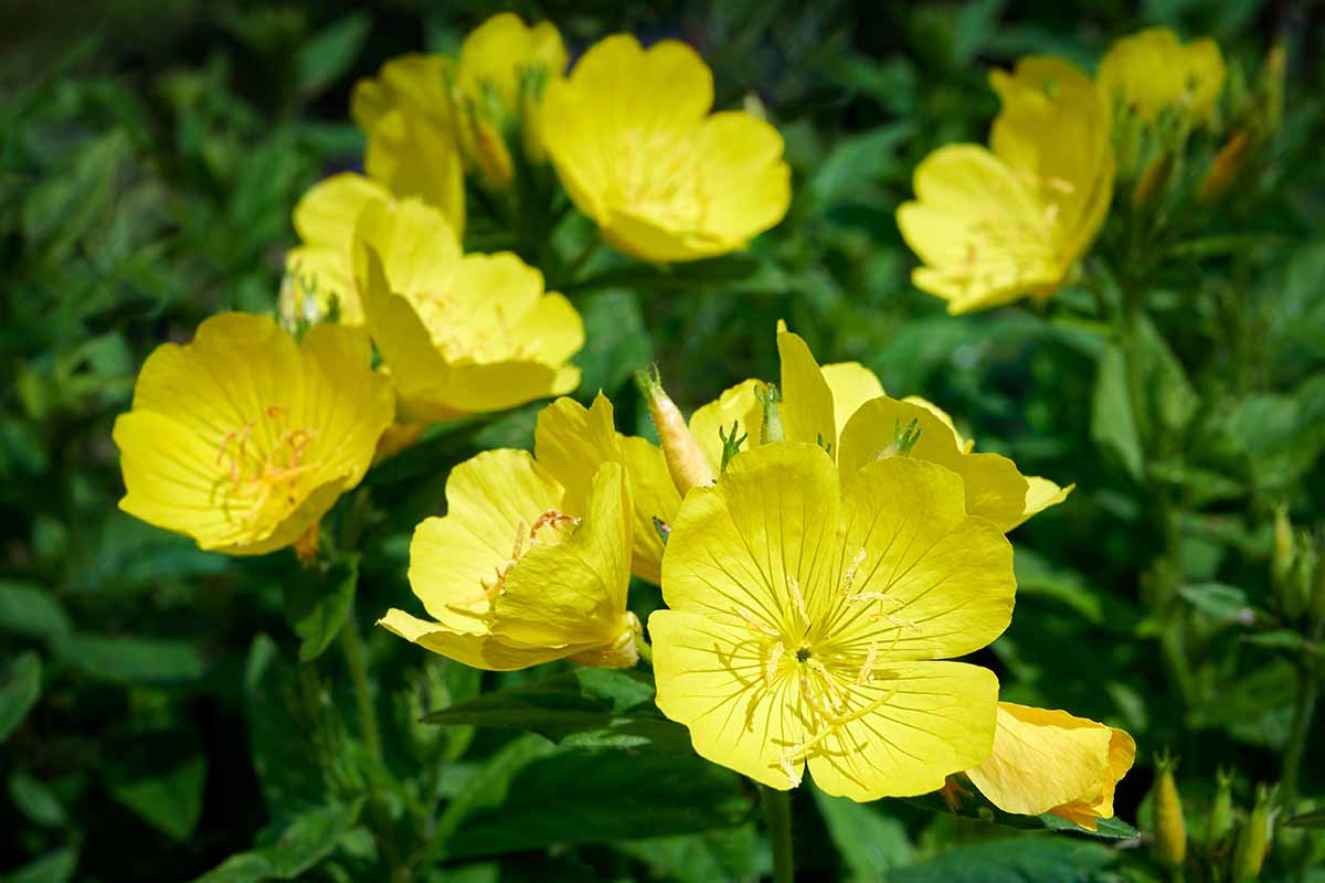 A horizontal image of yellow Oenothera macrocarpa flowers pictured in bright sunshine on a soft focus background.