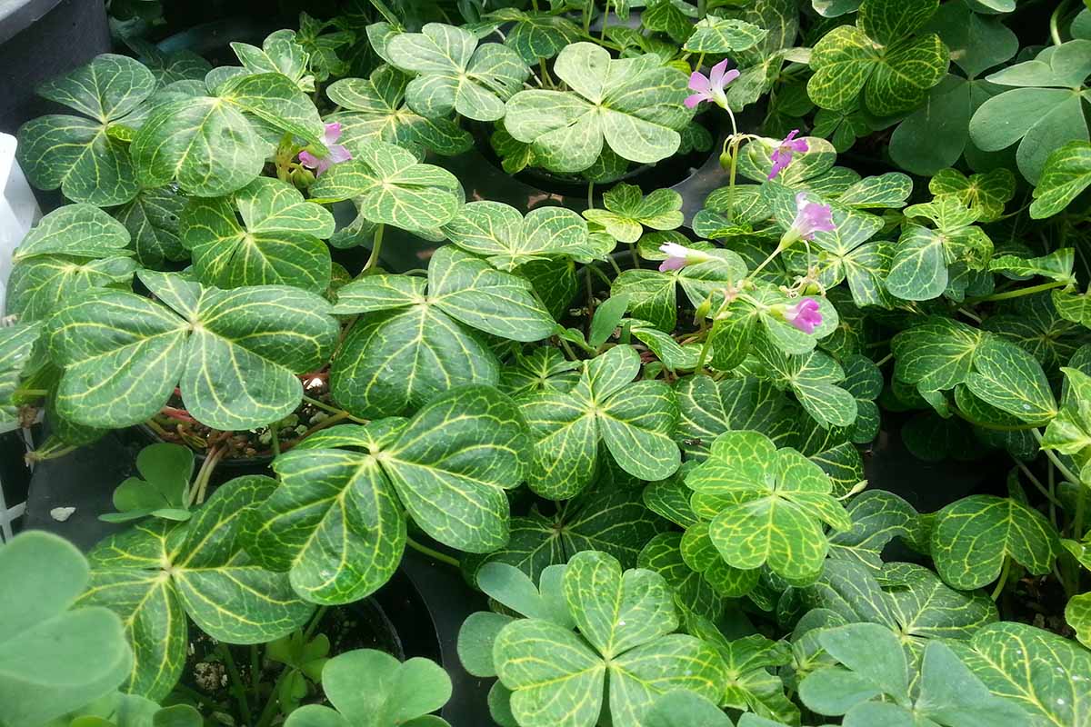 A close up horizontal image of the variegated foliage and light pink flowers of wood sorrel growing wild.