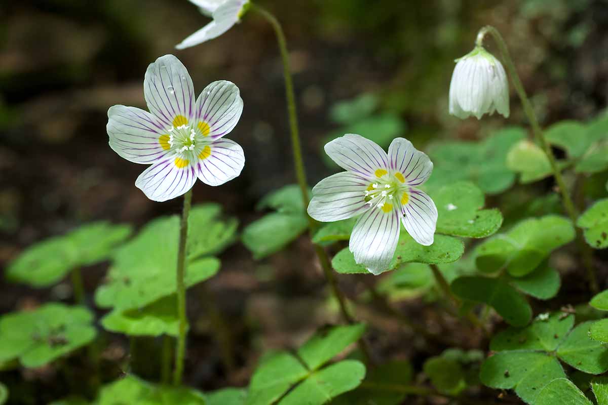 A close up horizontal image of the delicate white striped flowers of Oxalis montana growing in the garden pictured on a soft focus background.