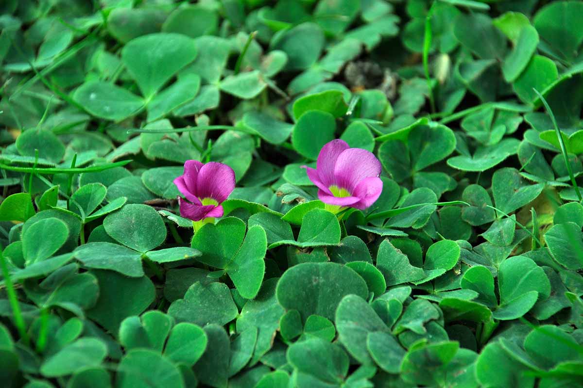 A close up horizontal image of wood sorrel growing outdoors with two small pink flowers.