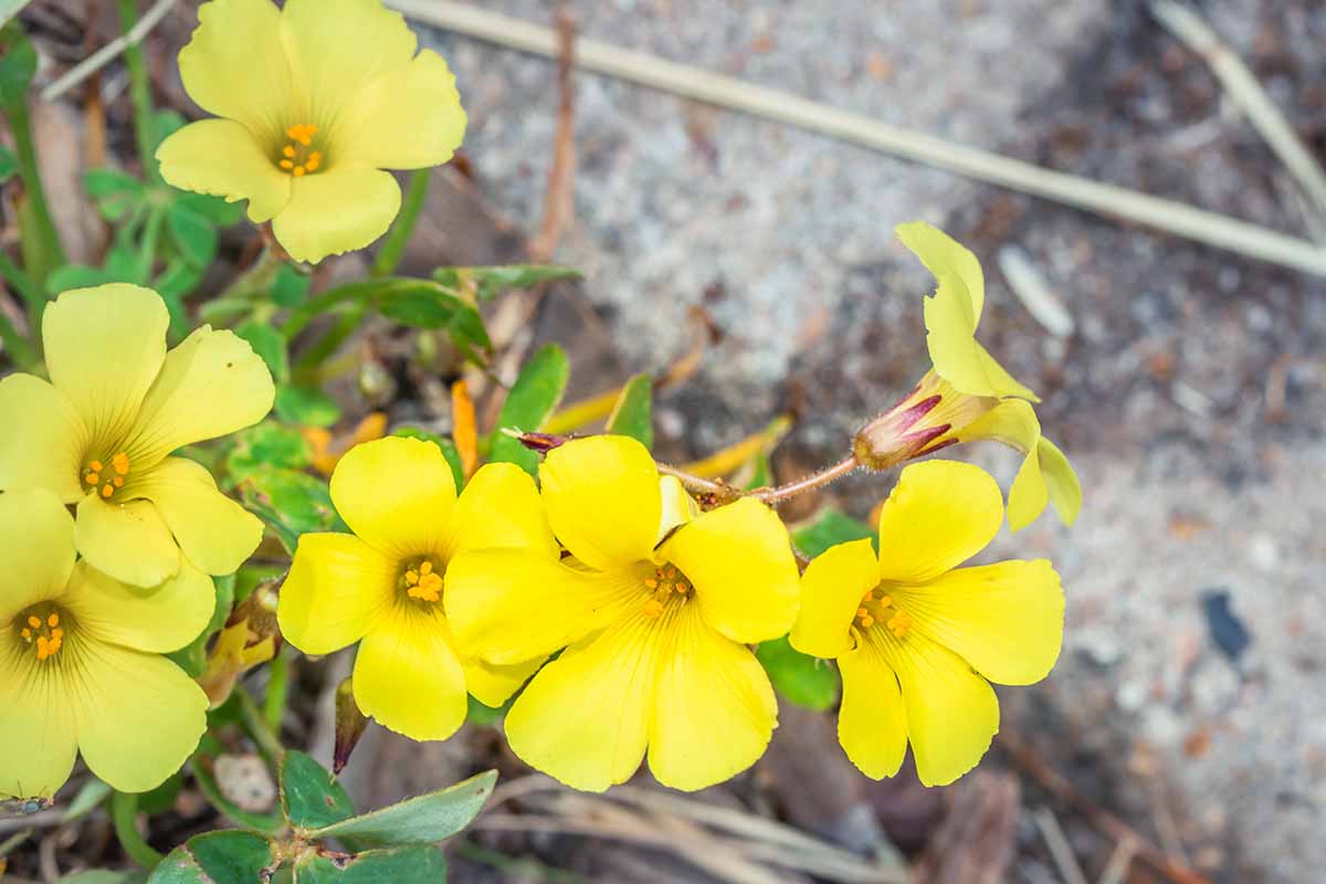 A close up horizontal image of the yellow flowers of Oxalis stricta pictured on a soft focus background.
