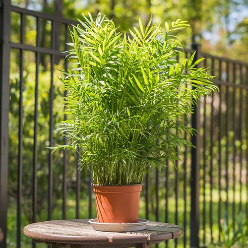 A close up of a parlor palm in a small plastic pot set outdoors on a wooden table in light sunshine.