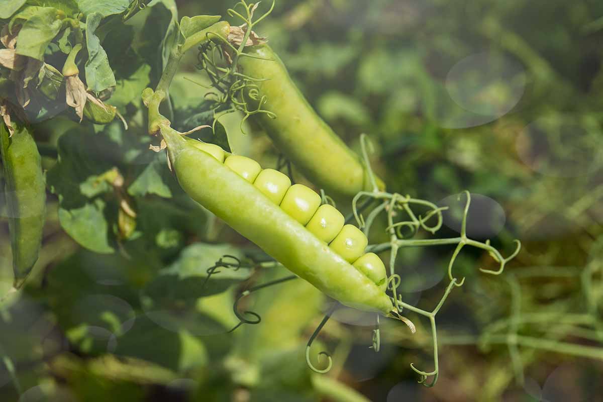 A close up horizontal image of a pea pod growing in the garden that has split open prior to harvest, pictured on a soft focus background.