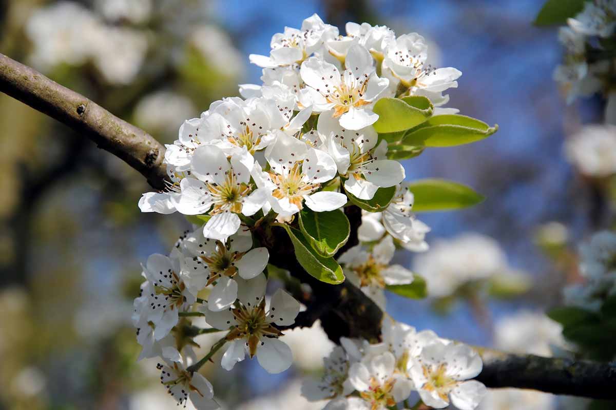 A close up horizontal image of white fruit tree blossoms in springtime pictured on a soft focus background.