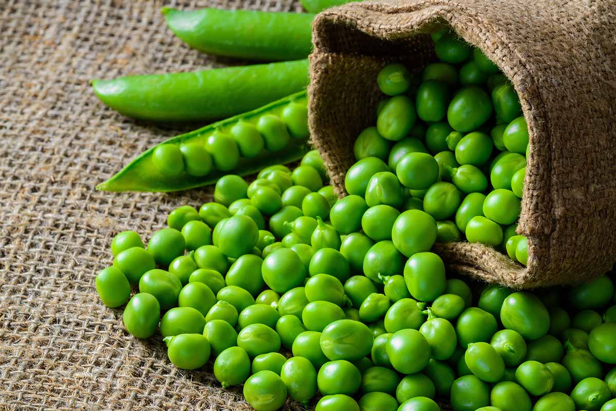 A close up horizontal image of freshly harvested peas spilling out of a wicker basket.