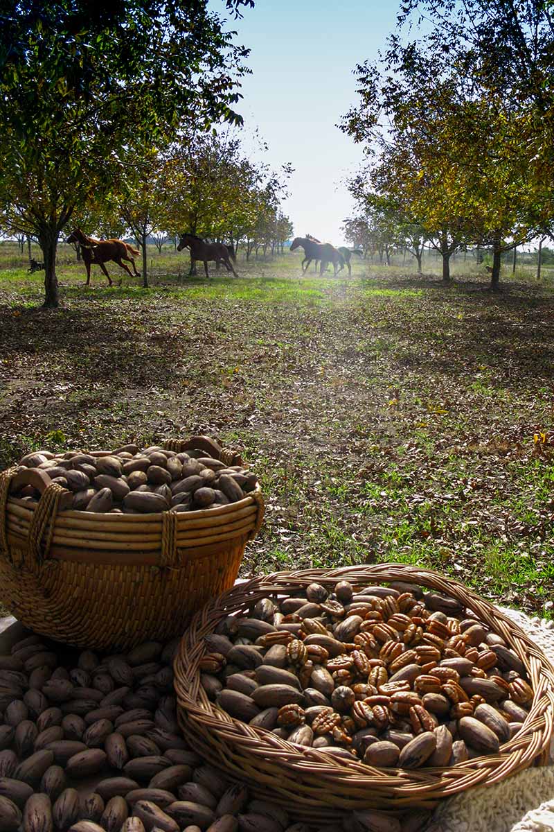 A vertical image of wicker baskets filled with freshly harvested pecan nuts in an orchard with horses running loose in the background.