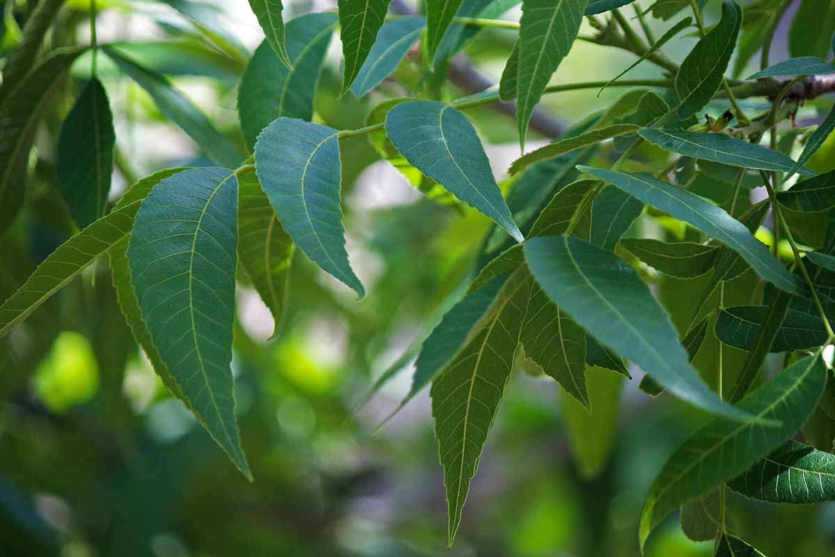 A close up horizontal image of the foliage of a Carya illinoinensis tree pictured on a soft focus background.