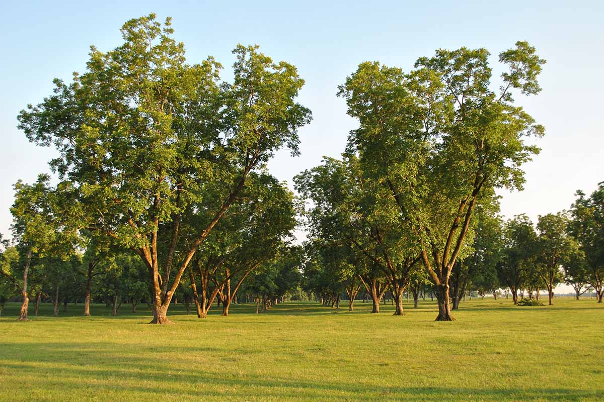 A horizontal image of pecan trees growing in rows in an orchard.