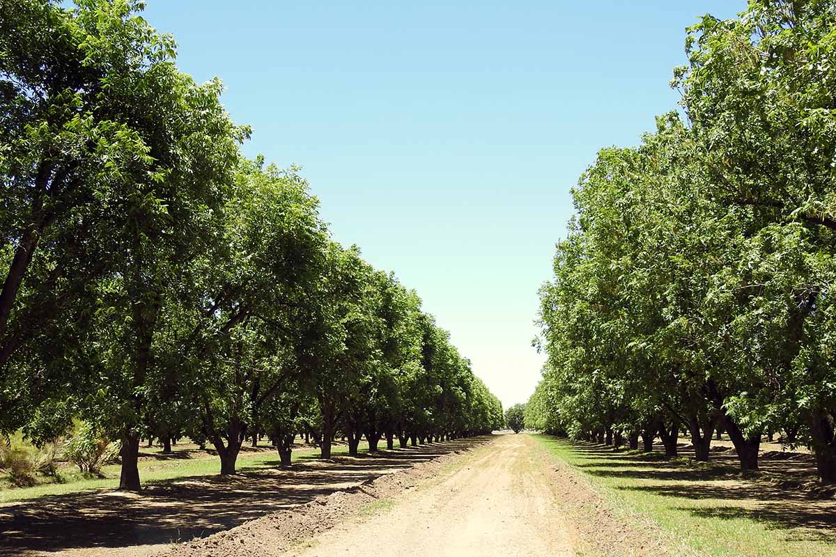 A horizontal image of lines of pecans growing along the side of a dirt road.