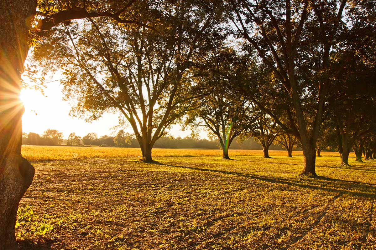 A horizontal image of a pecan orchard pictured in evening sunshine.