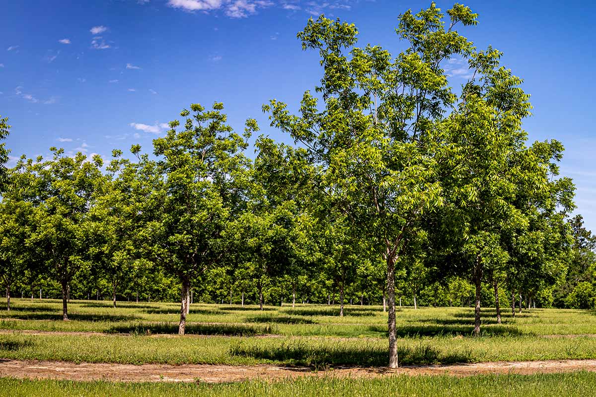 A horizontal image of pecan trees growing in an orchard pictured in bright sunshine on a blue sky background.