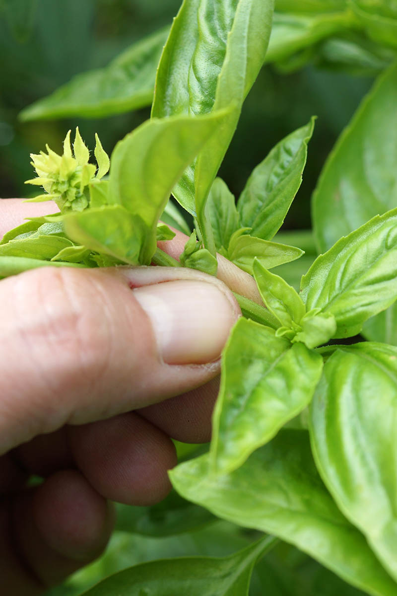 A vertical image of a hand pinching back a basil plant in the garden.