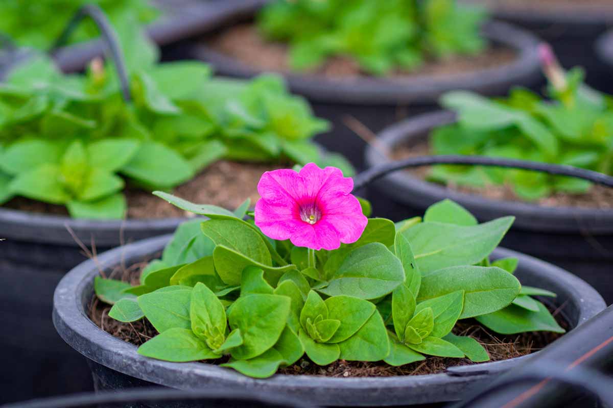 A close up horizontal image of a small pink calibrachoa seedling growing in a black plastic pot.