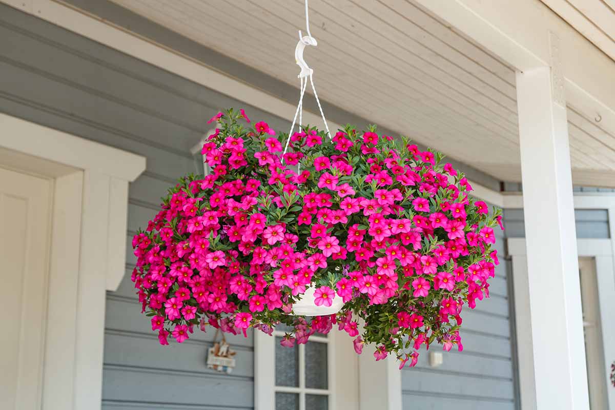 A close up horizontal image of pink calibrachoa flowers growing in a hanging basket on a porch.
