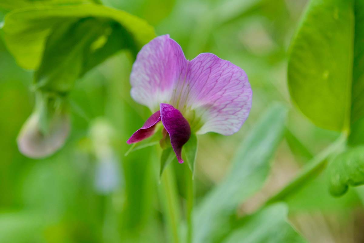 A close up horizontal image of a single pink Pisum sativum flower pictured on a soft focus background.