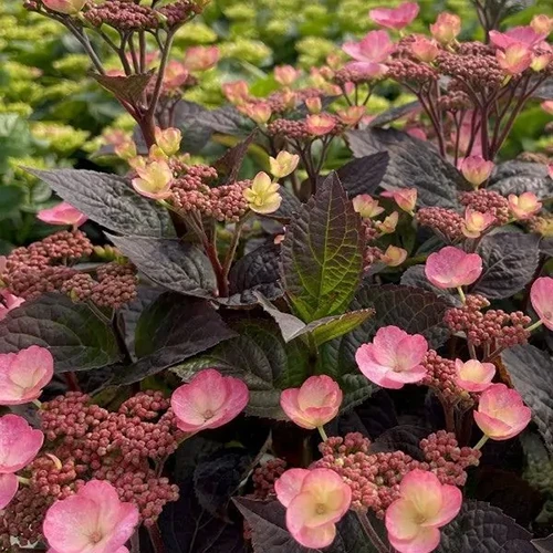 A close up square image of the deep burgundy foliage and pink flowers of Pink Dynamo mountain hydrangea.