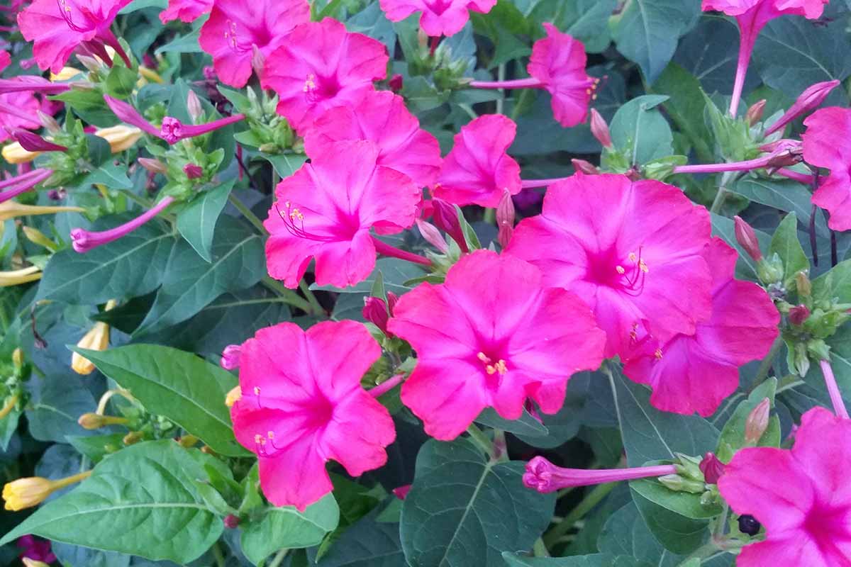 A close up horizontal image of bright pink four o'clocks growing in the garden.