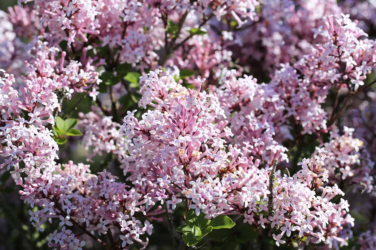 A close up horizontal image of light pink 'Miss Kim' lilac flowers pictured in bright sunshine on a soft focus background.