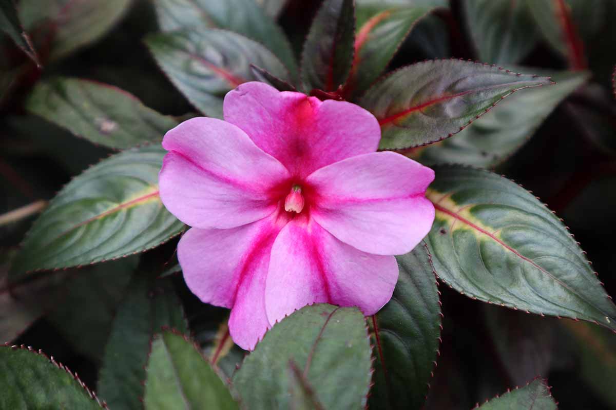 A close up horizontal image of a single pink New Guinea impatiens with foliage in soft focus in the background.