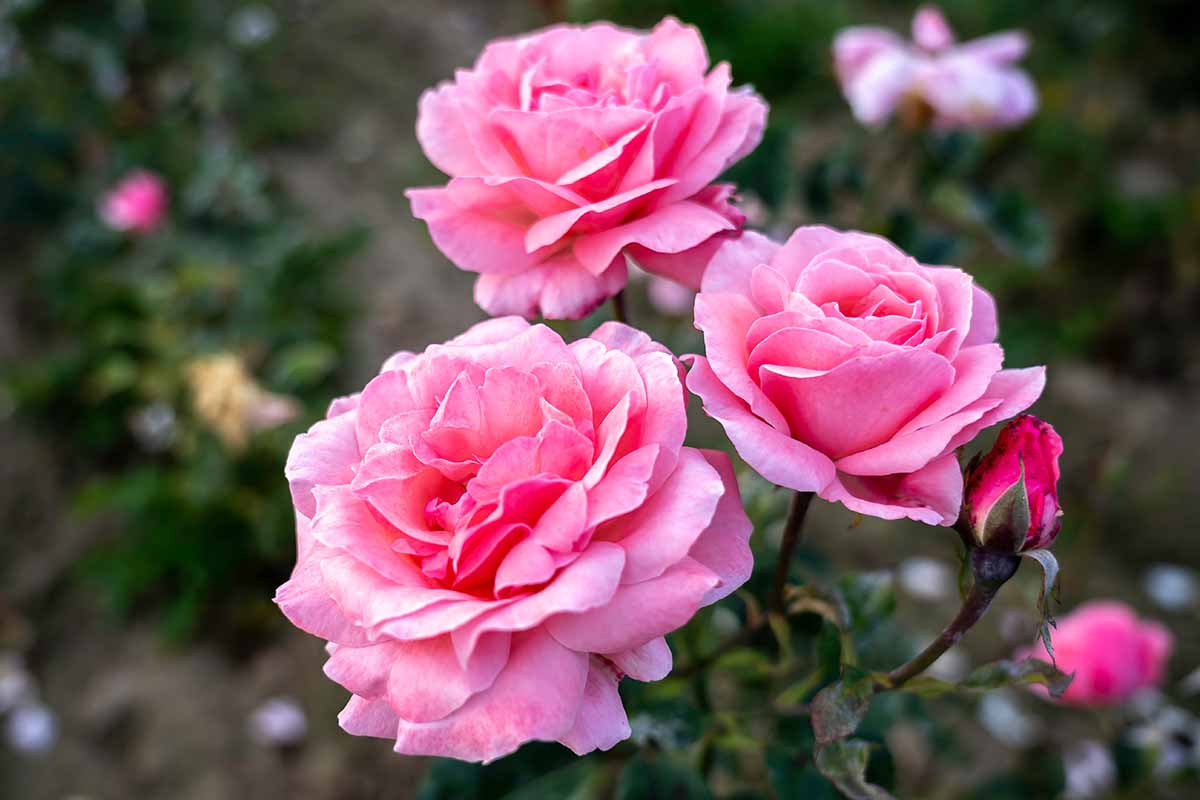 A horizontal image of bright pink 'Queen Elizabeth' roses growing in the garden pictured on a soft focus background.
