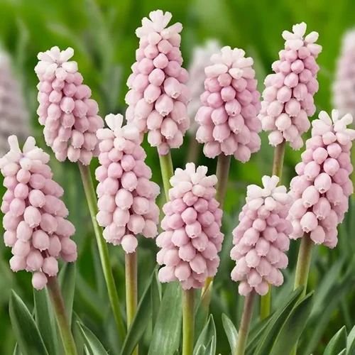 A square image of 'Pink Sunrise' muscari growing in the garden pictured on a soft focus background.
