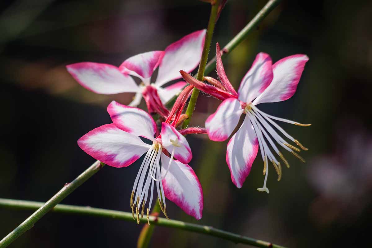 A close up horizontal image of pink and white bicolored beeblossom (gaura) flowers pictured in light sunshine on a soft focus background.