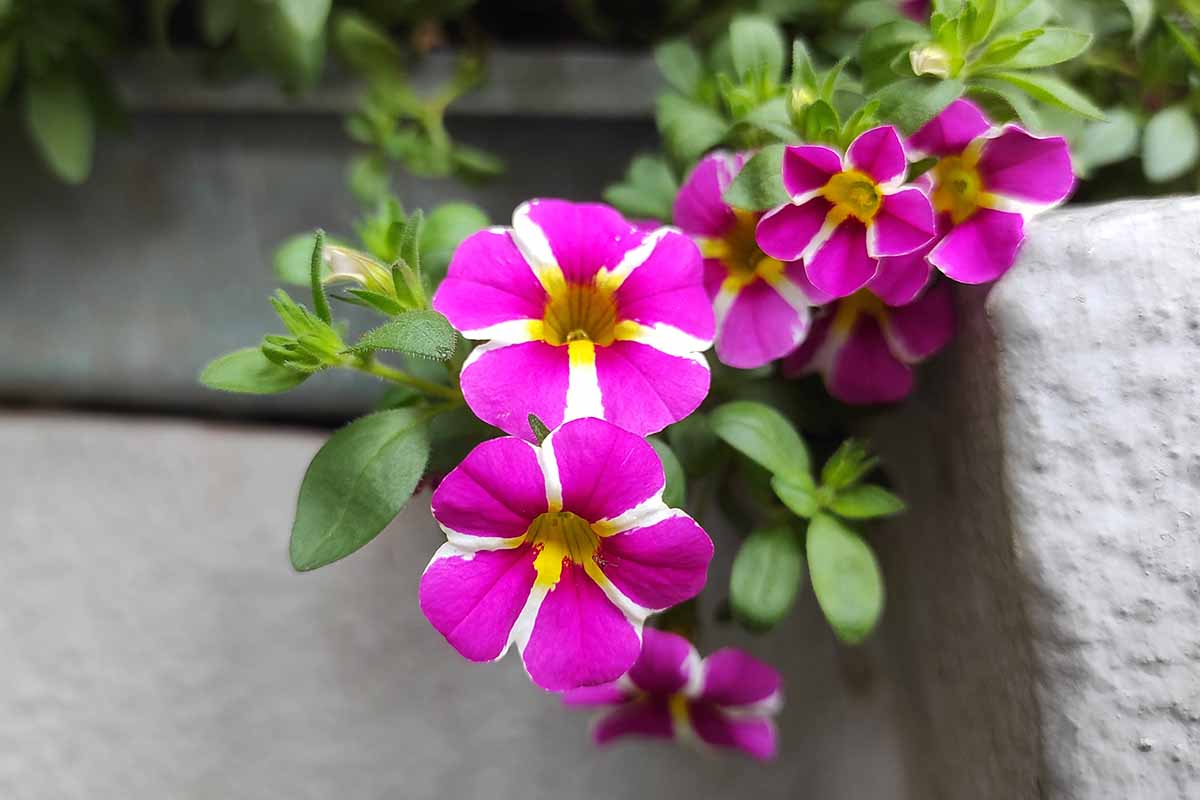 A close up horizontal image of pink and white Calibrachoa flowers growing in a stone pot.