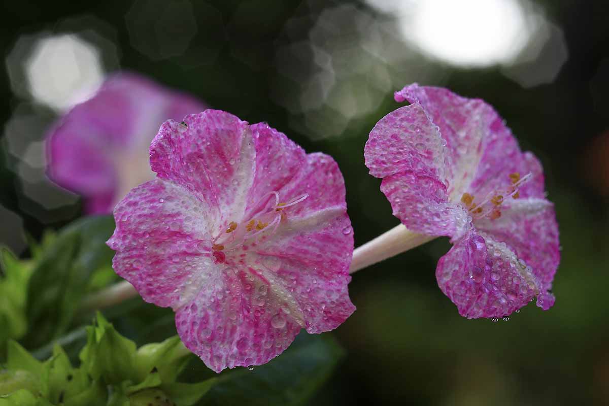A close up horizontal image of pink and white four o'clocks growing in the garden with droplets of water on the petals, pictured on a dark soft focus background.