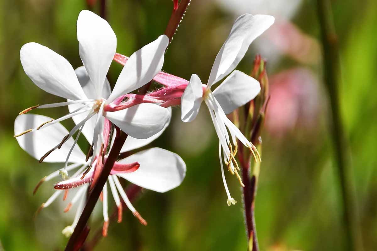A close up horizontal image of pink and white gaura flowers pictured on a soft focus background.