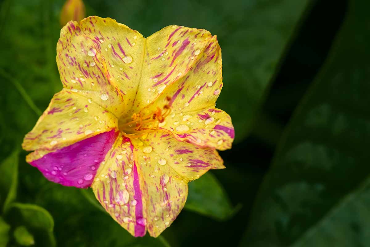 A close up horizontal image of yellow and pink bicolored four o'clock flower pictured on a dark soft focus background.