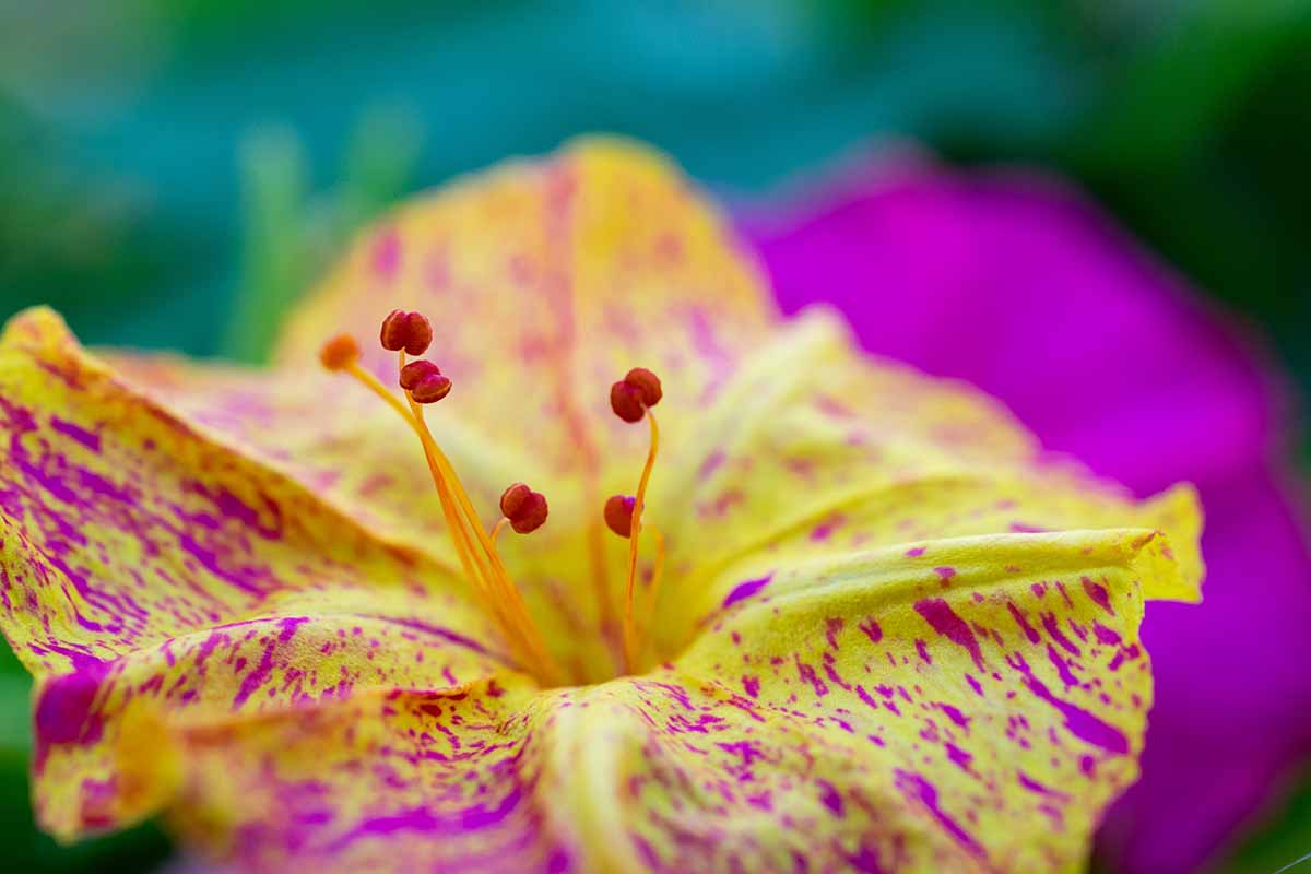 A close up horizontal image of a pink and yellow Mirabilis jalapa flower pictured on a soft focus background.