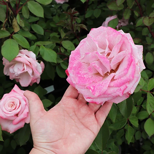 A square image of a hand from the bottom of the frame holding a pink and white 'Pinkerbelle' flower, with foliage in soft focus in the background.