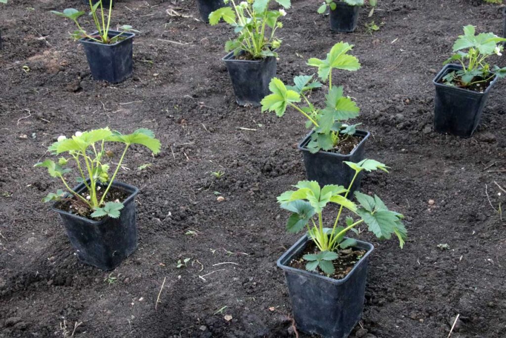 Eight recently sprouted strawberry plants sitting in black, plastic containers on recently tilled, rich, dark soil in the places that they will be planted.