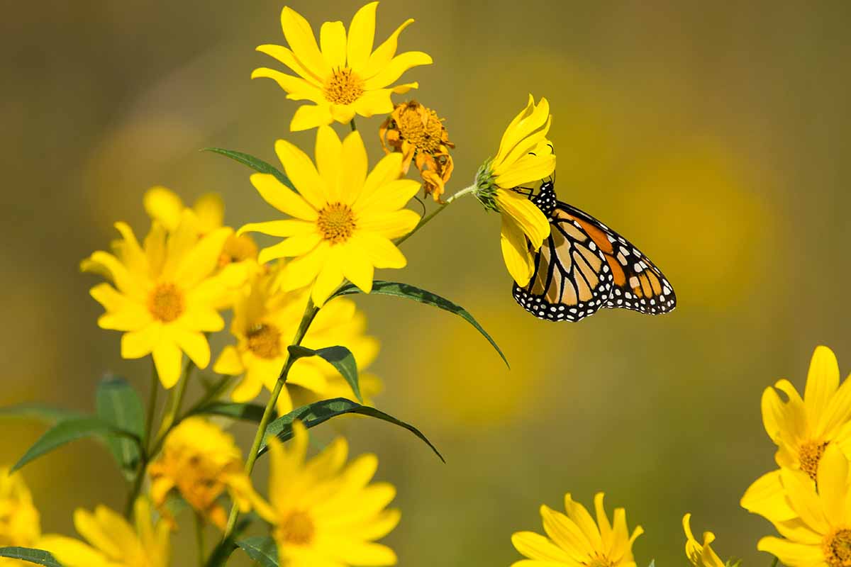 A close up horizontal image of a butterfly feeding on a rosinweed (Silphium) flower pictured in bright sunshine on a soft focus background.
