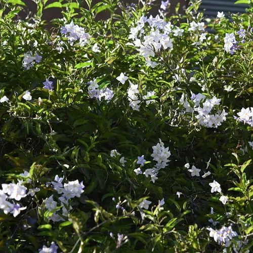 A square image of a potato vine growing in the garden pictured in light sunshine.