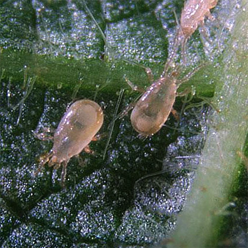 A close up square image of highly magnified predatory mites on the surface of a leaf.