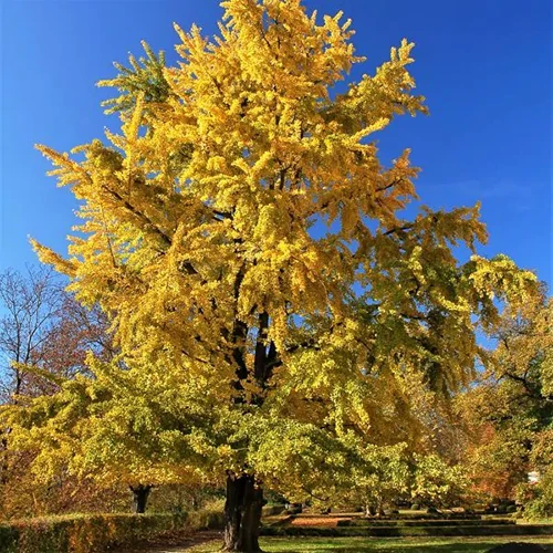 A square image of a Ginkgo biloba 'Princeton Sentry' tree pictured with golden foliage pictured on a blue sky background.