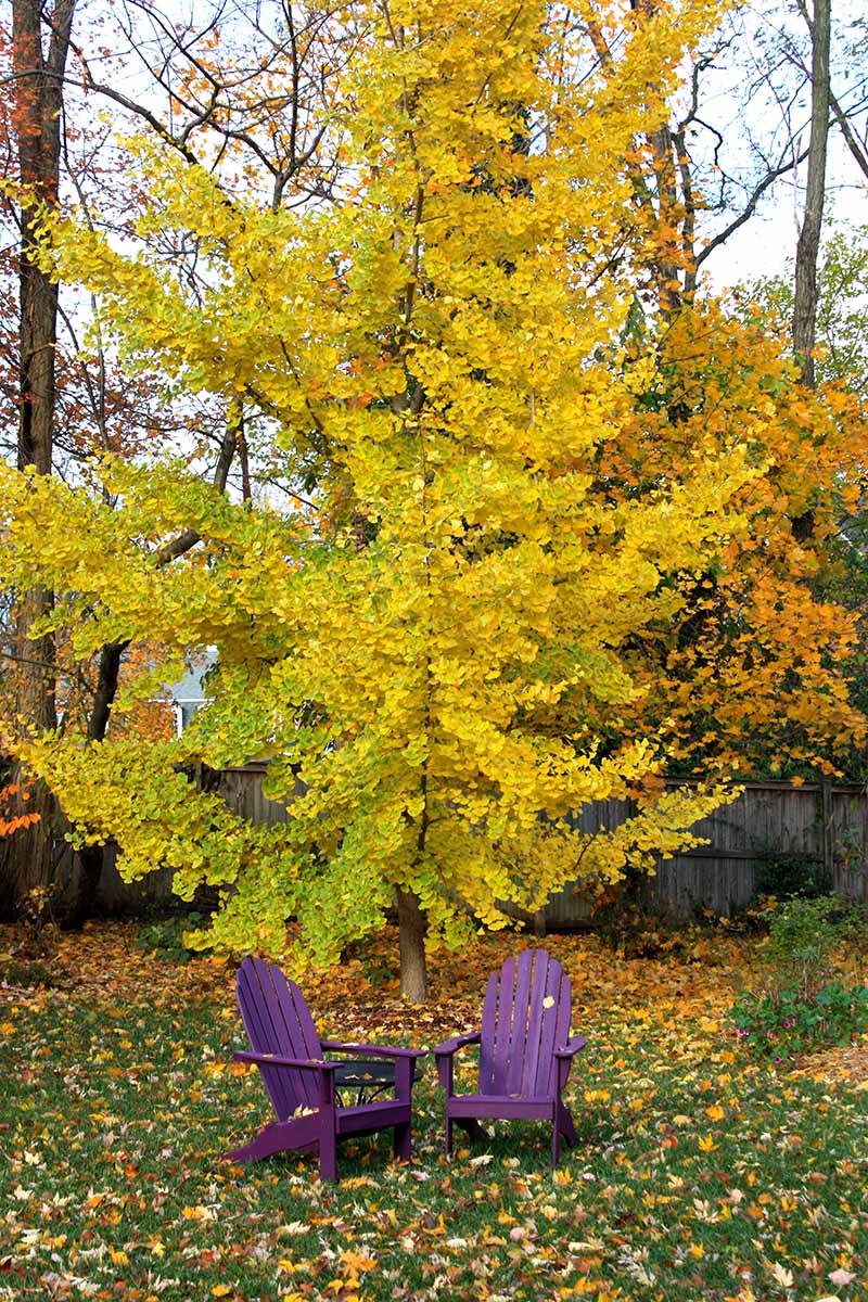 A vertical image of the yellow fall foliage of a Ginkgo biloba tree growing in the garden, with two purple chairs.