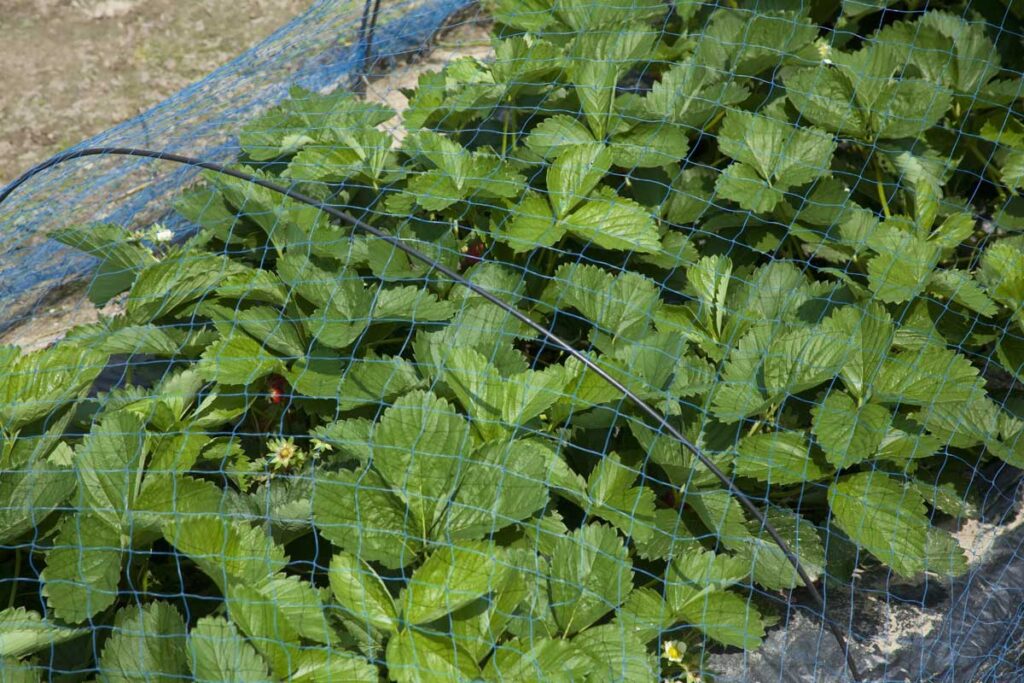 A row of strawberry plants are growing under a net to prevent wildlife from snacking on the harvest.