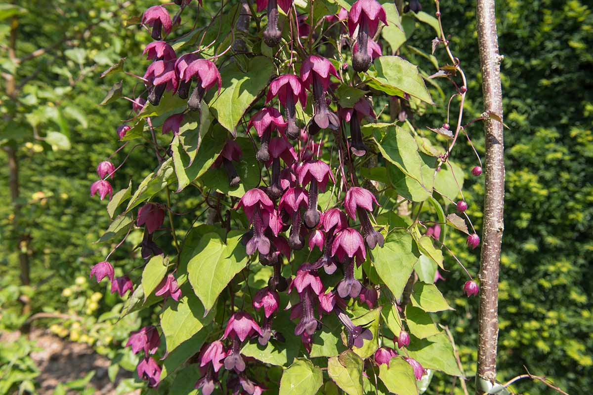 A horizontal image of the flowers and foliage of a purple bell vine pictured in light sunshine.