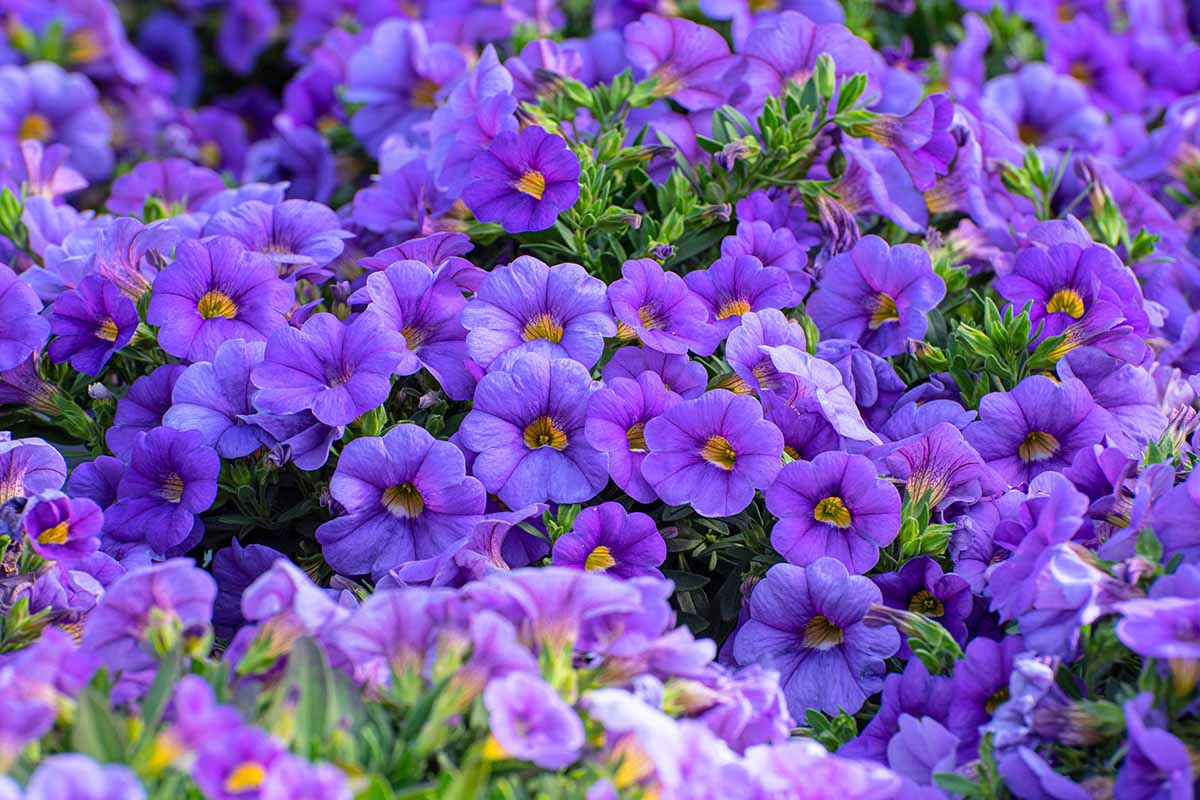 A close up horizontal image of purple Calibrachoa (Million Bells) flowers growing en masse.