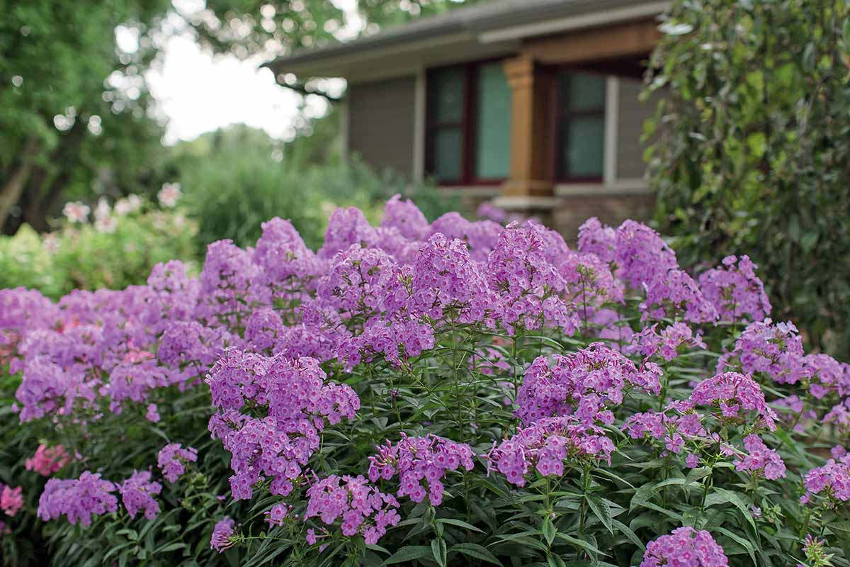 A close up horizontal image of pink garden phlox growing in the garden with a residence in soft focus in the background.