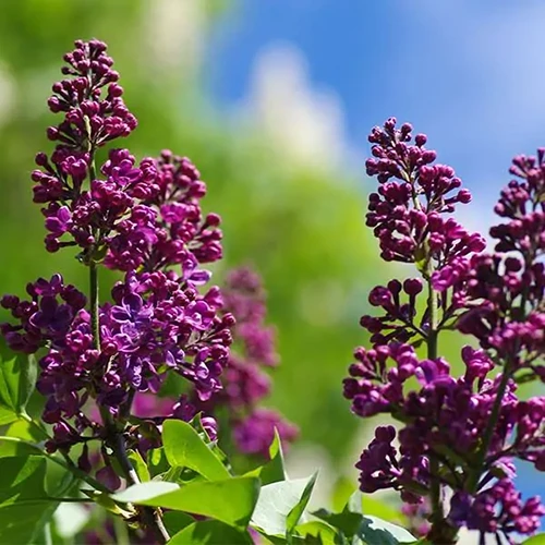 A square image of deep purple lilac flowers pictured in bright sunshine on a blue sky background.