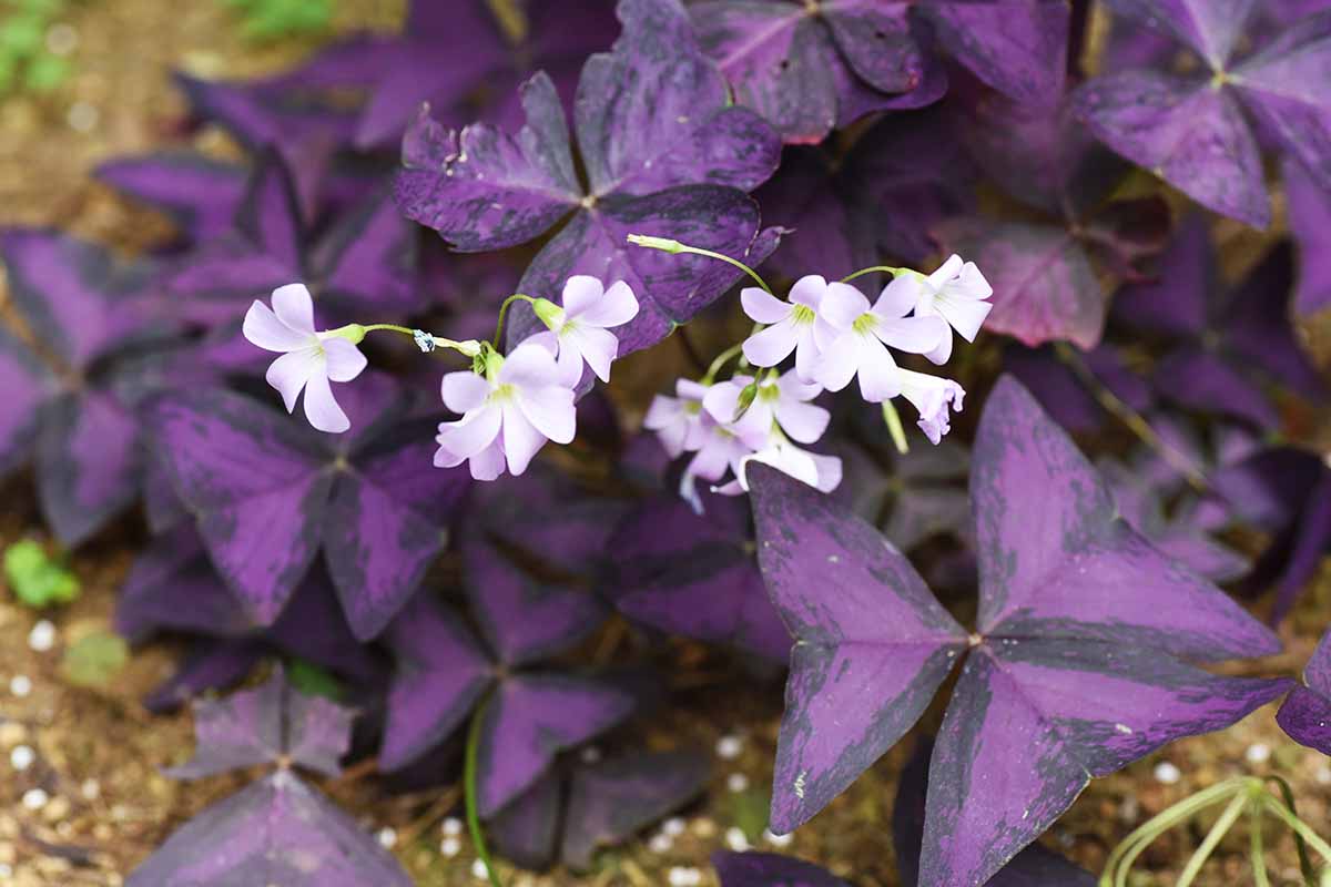 A close up horizontal image of purple shamrock flowers and foliage growing in the garden.