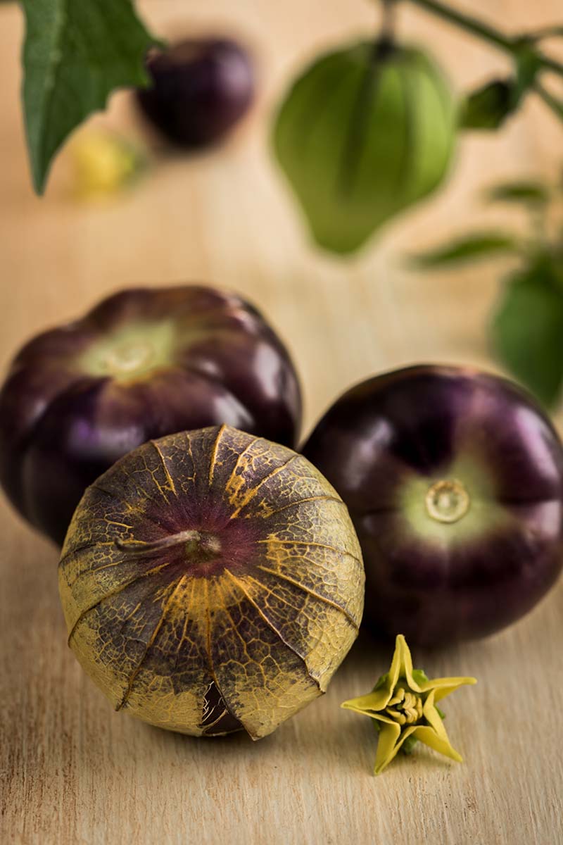 A close up vertical image of purple P. philadelphia fruits set on a wooden surface.