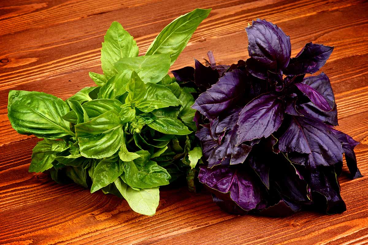 A horizontal closeup image of green and purple basil leaves on a wooden surface.