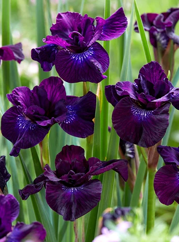 A close up of 'Purpleicious' iris growing in the garden.